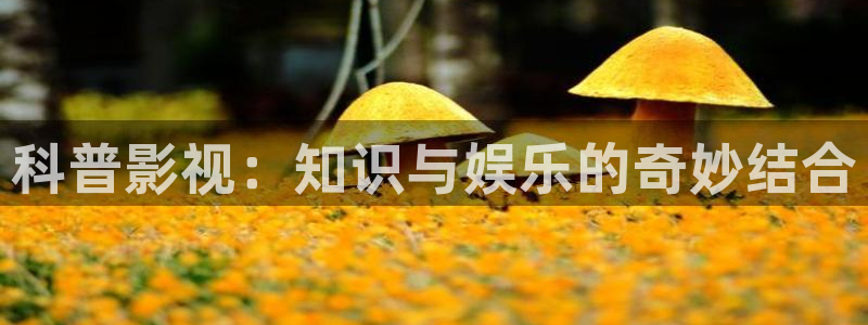神马电影老子影视
